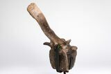 Hadrosaur (Edmontosaurus) Vertebra With Pathology - Montana #206197-8